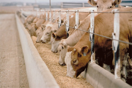 Introduce Characteristics of Cattle Feed Machinery.