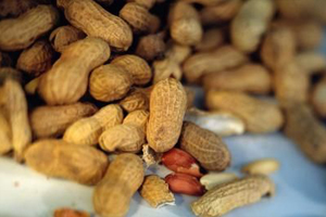 groundnut shell